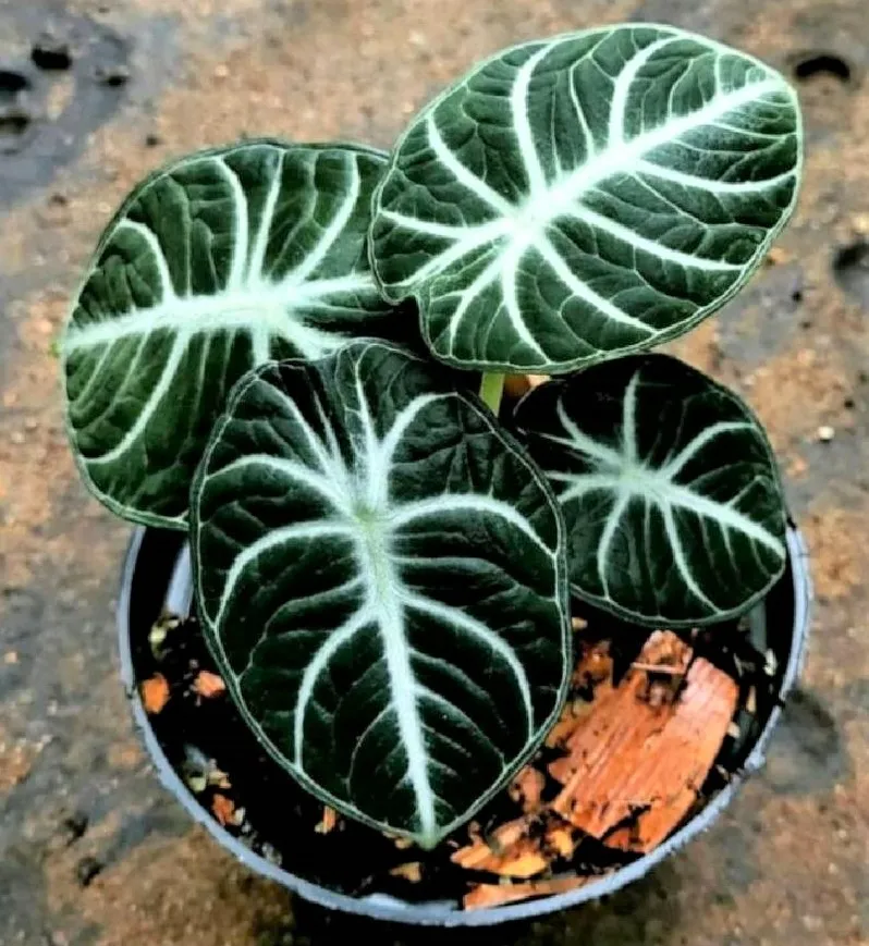 Alocasia reginula ‘Ninja’