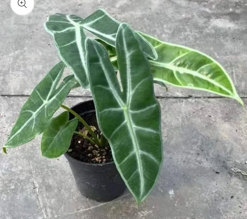 Alocasia longiloba 