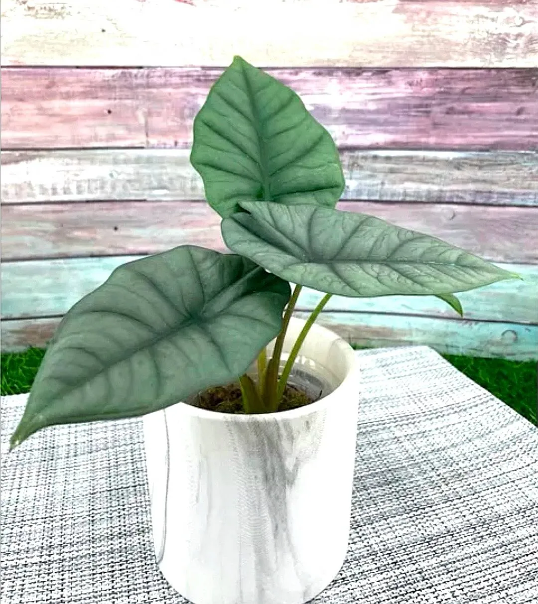 Alocasia reginae L. Linden ex N.E.Br. 
