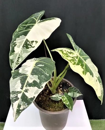 Alocasia micholitziana  'variegated'