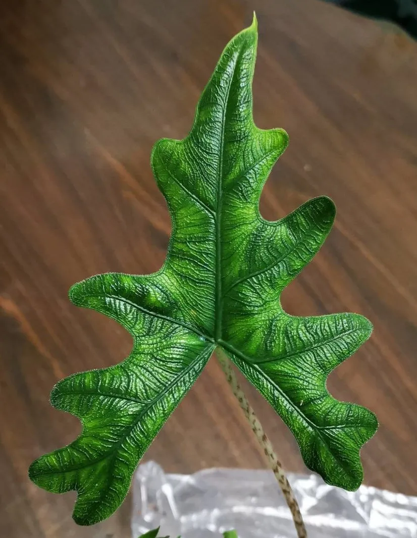 Alocasia jacklin
