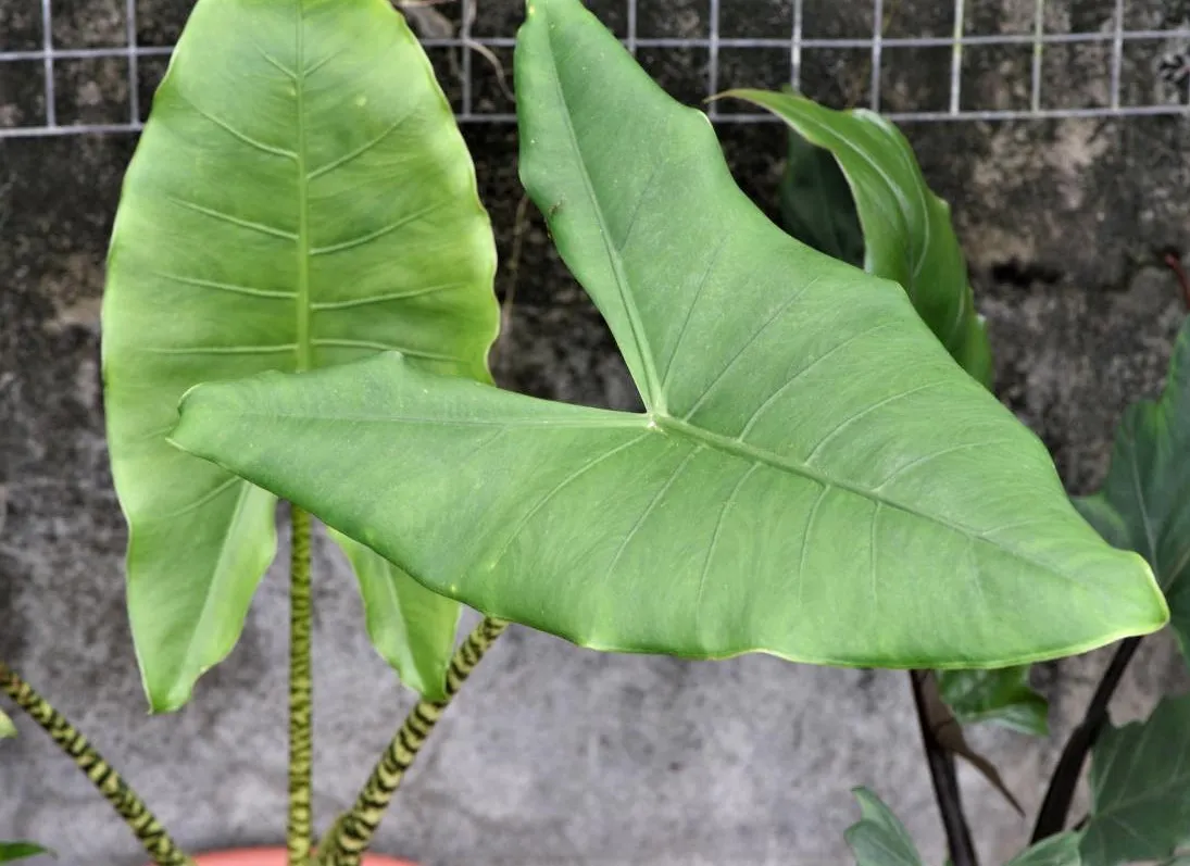 Alocasia zebrina