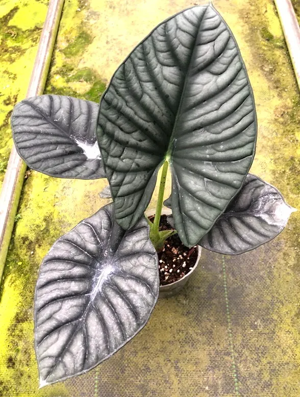 Alocasia Nebula
