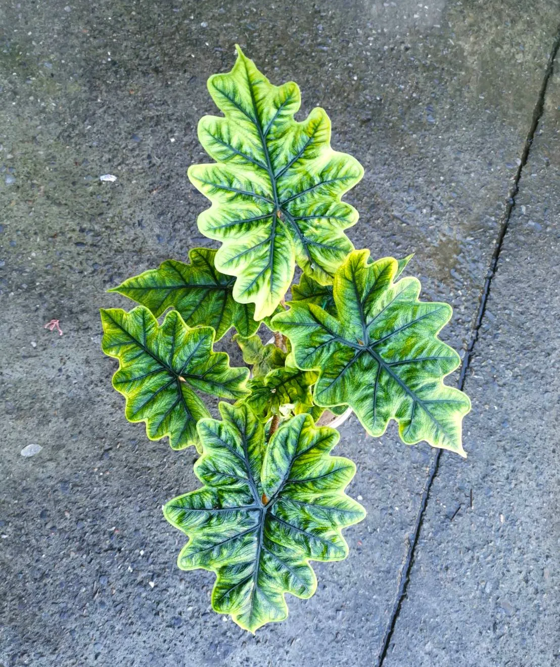 Alocasia Jacklin 'PF Mutant'