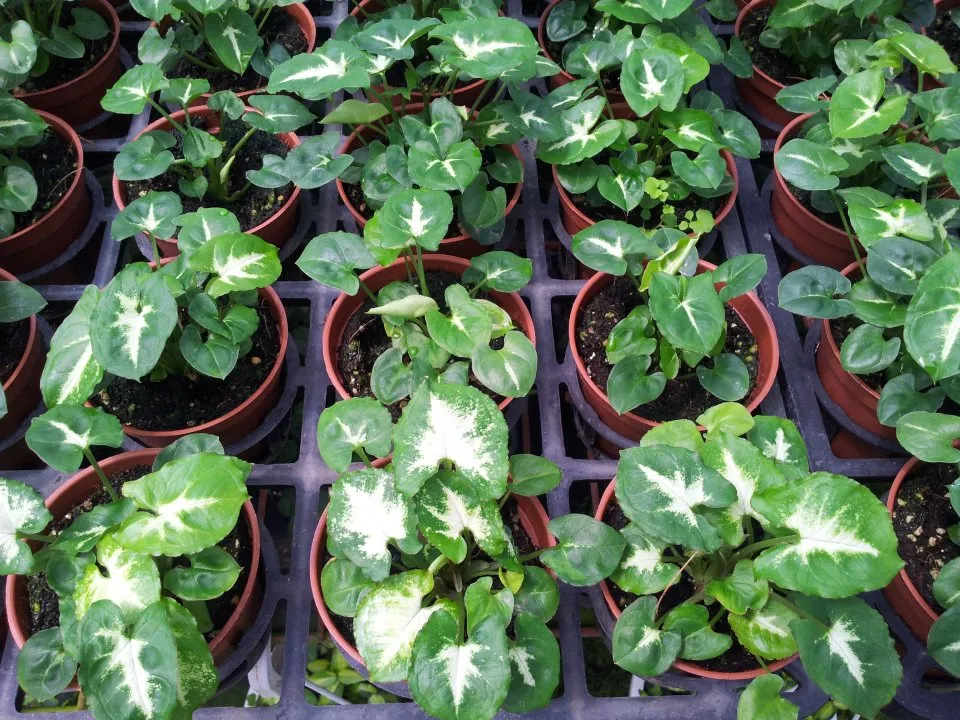 Syngonium Podophyllum 【Emerald Gem】