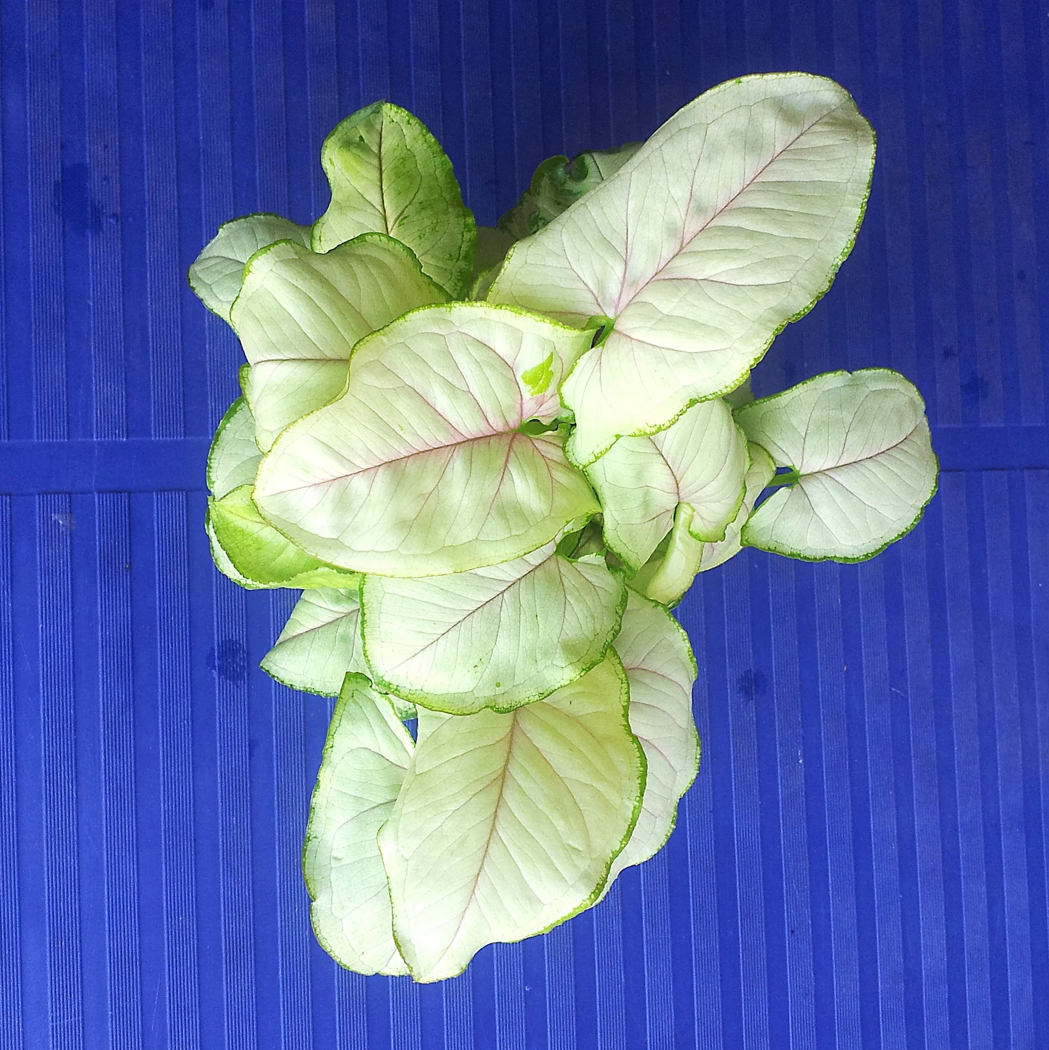 Syngonium Podophyllum 【Golden Allusion】