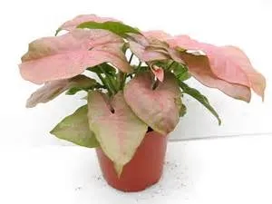 Syngonium Podophyllum 【Infra Red】