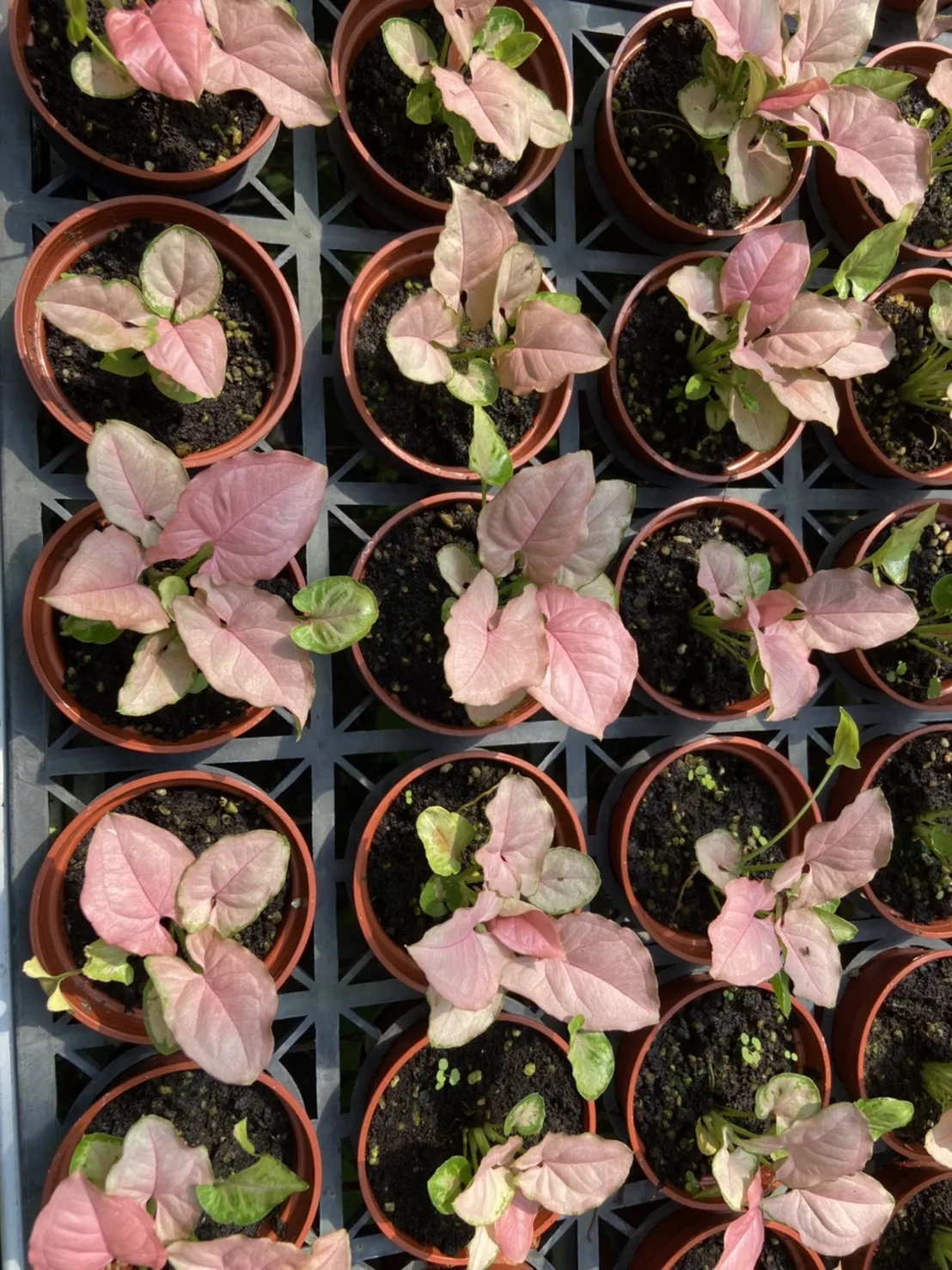 Syngonium Podophyllum 【Profar Red】