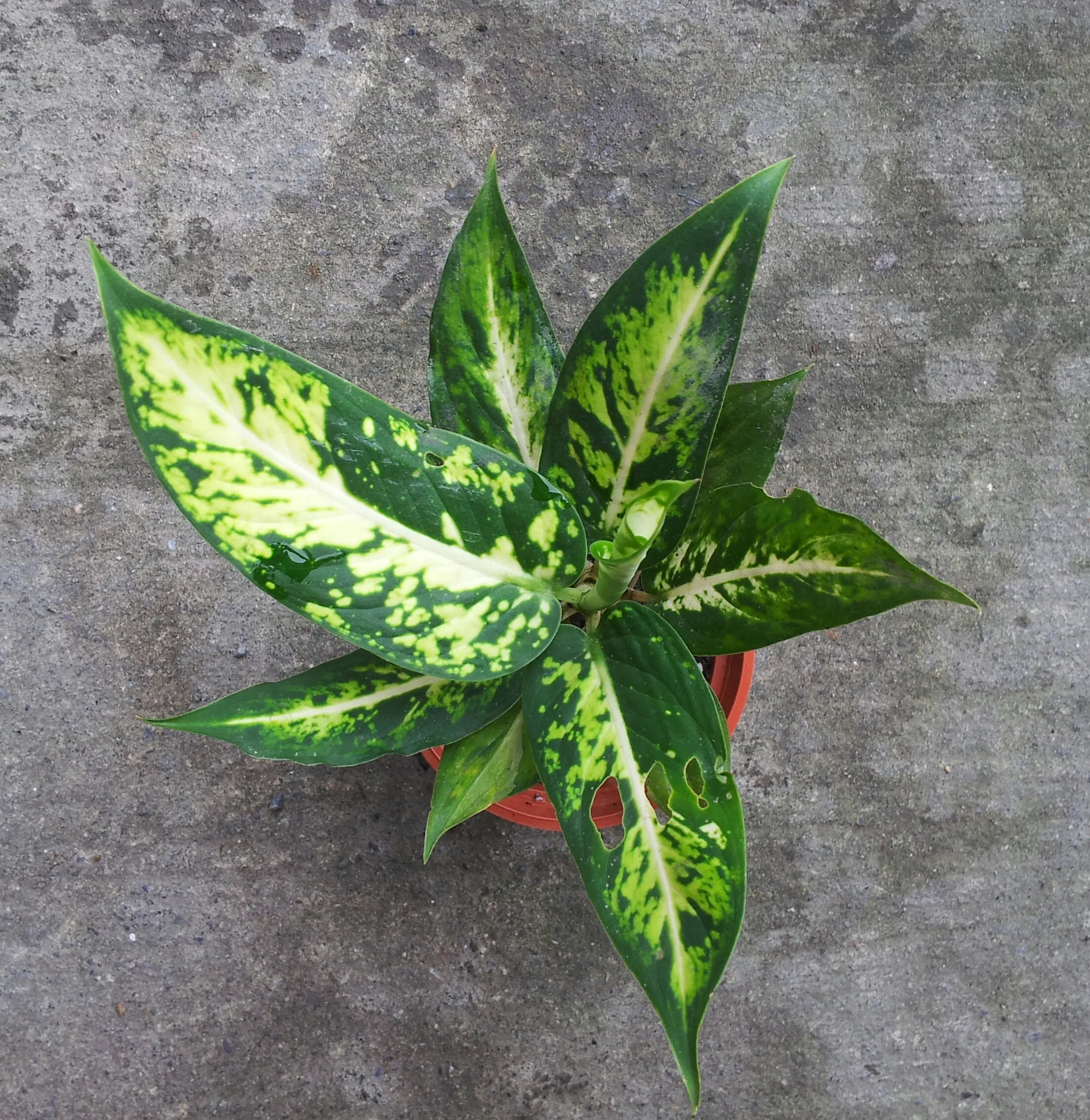 Dieffenbachia candidia