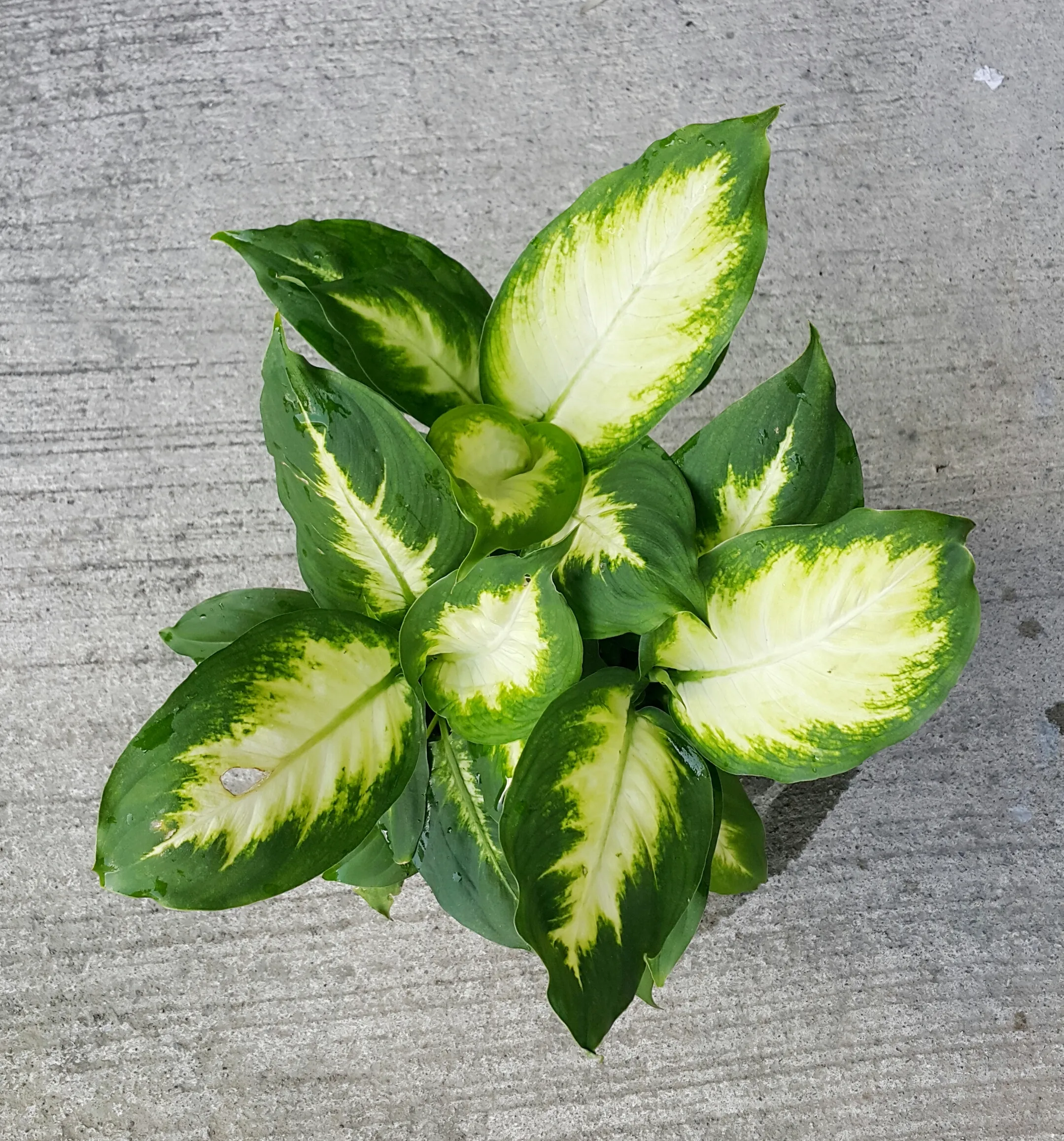 Diefenbachia Seguine ‘Camille’