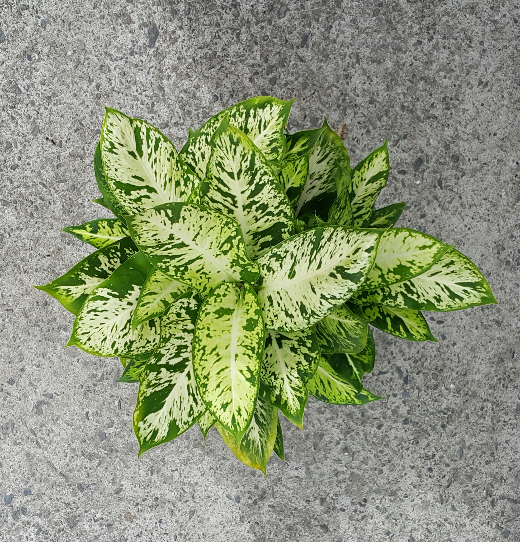 Diefenbachia  ‘Flash Light’
