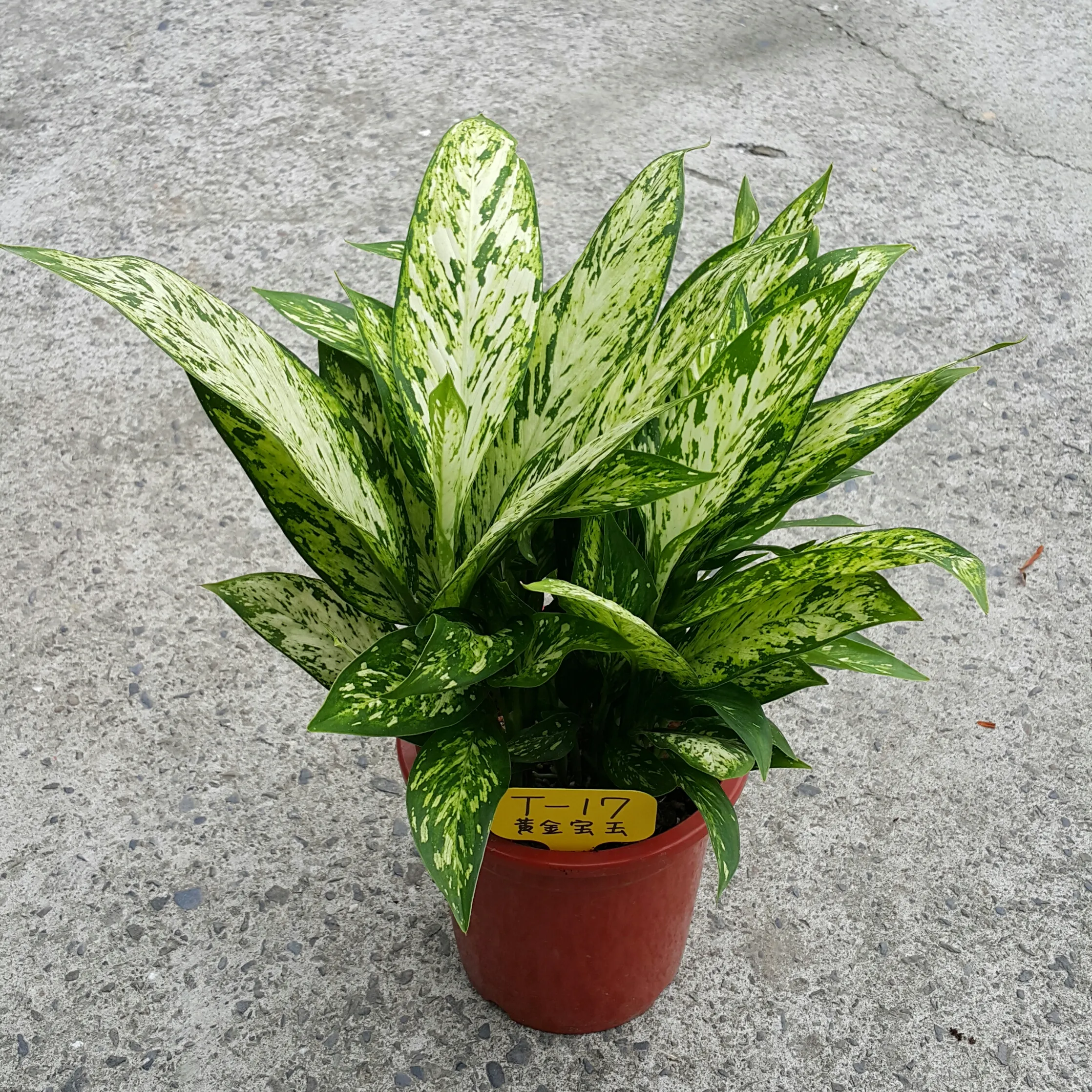 Diefenbachia  ‘Spotlights’