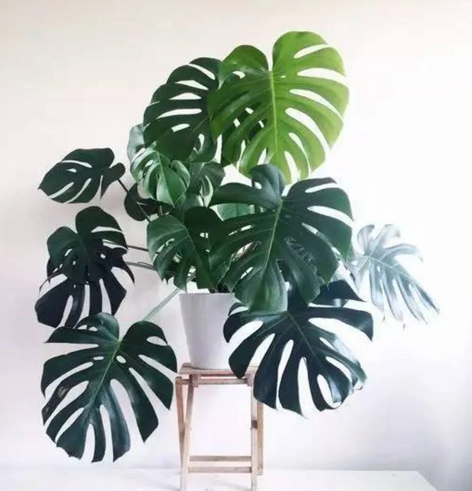 Monstera Deliciosa
