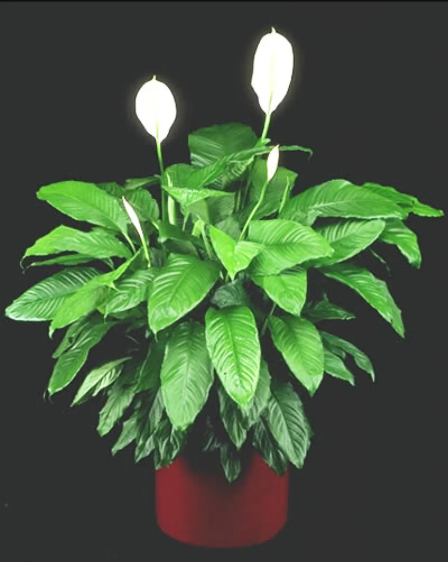 Spathiphyllum Kochii  Engler & Krause