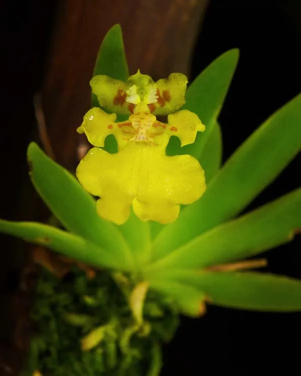 Oncidium pusilla