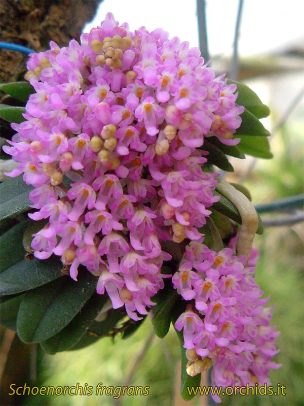 Schoenorchis fragrans