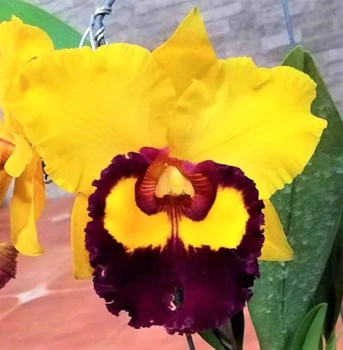 Rlc. Village Chief Triumph