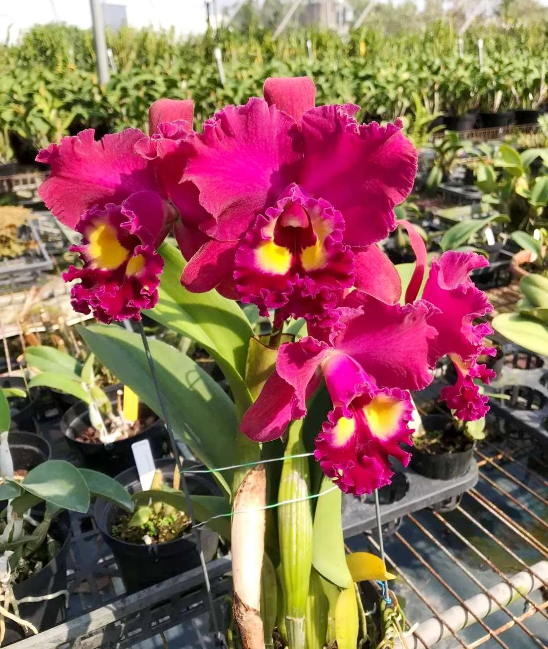 Rlc. Taiwan Emperor