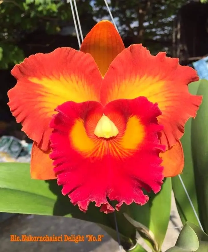 Rlc. Nakornchaisri Delight “No.8”