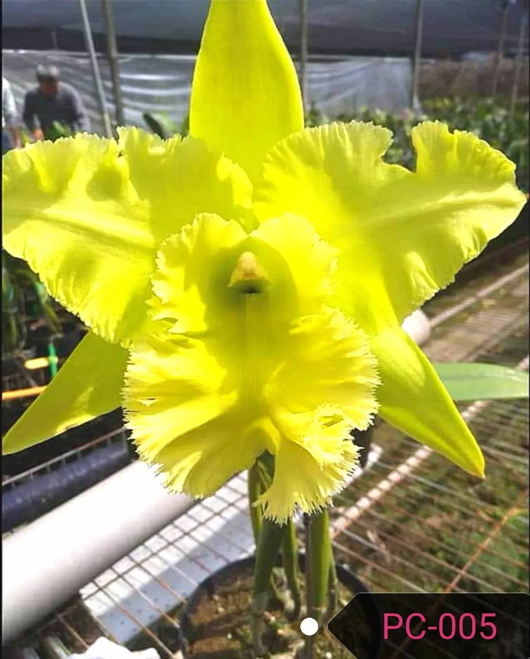 Rlc. Ports of Paradise “3G”  