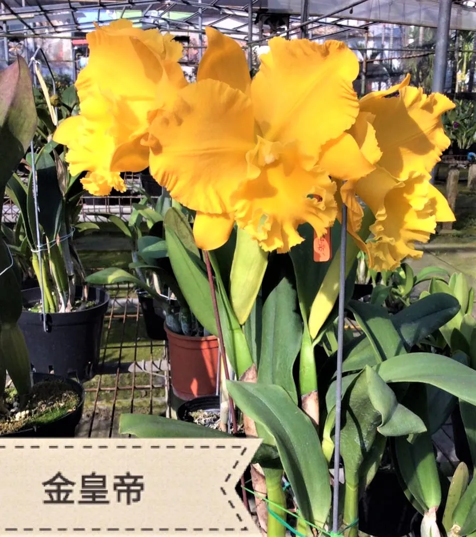 Rlc. Emperor Gold