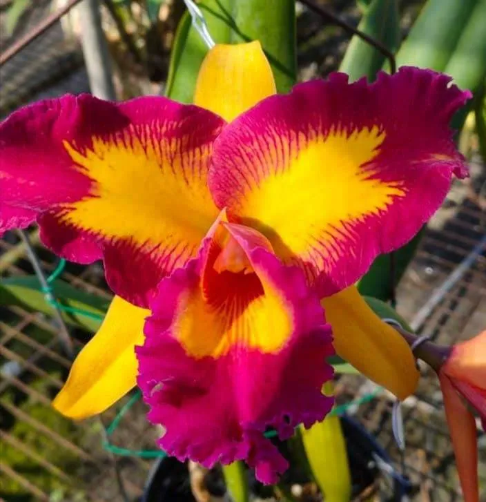 Rlc. Taiwan Queen