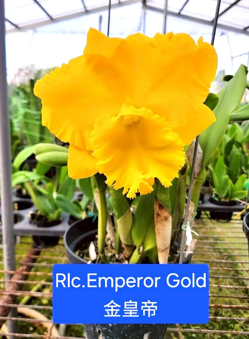 Rlc. Emperor Gold