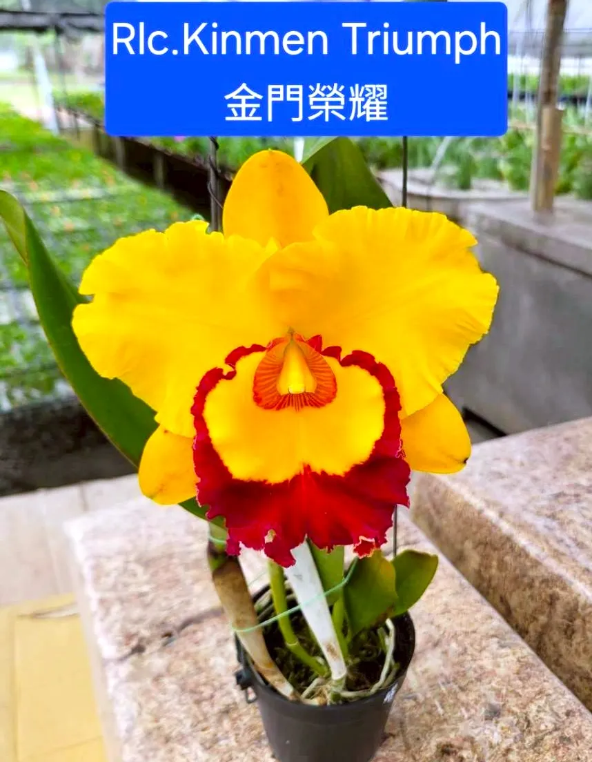 Rlc. Kinmen Triumph