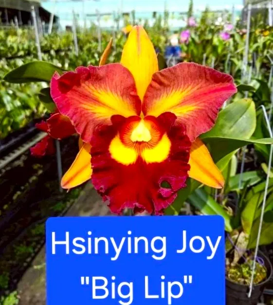 Rlc. Hsinying Joy 'Big Lip'
