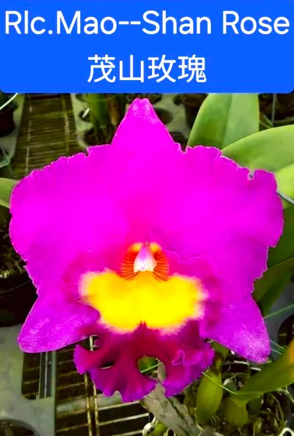 Rlc. Mao-Shan Rose