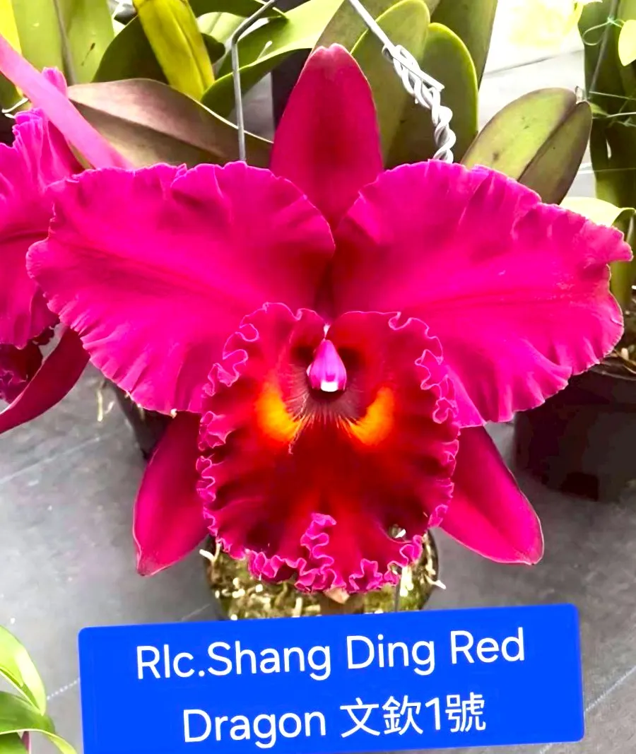 Rlc. Shiang Ding Red Dragon No.1