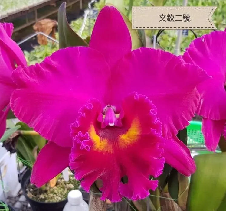 Rlc. Shiang Ding Red Dragon No.2