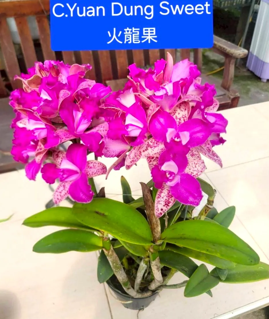 C. Yuan Dung Sweet ‘Dragon Fruit’