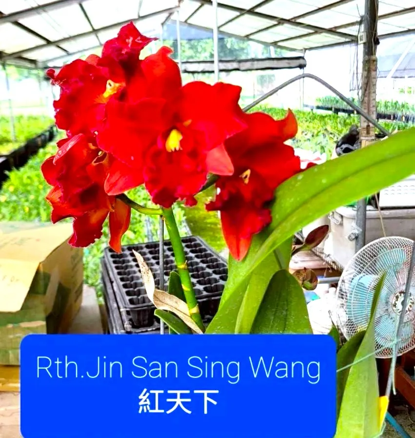 Rlc. Jin San Sing Wang
