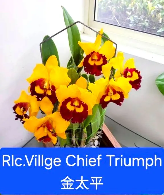 Rlc. Village Chief Triumph