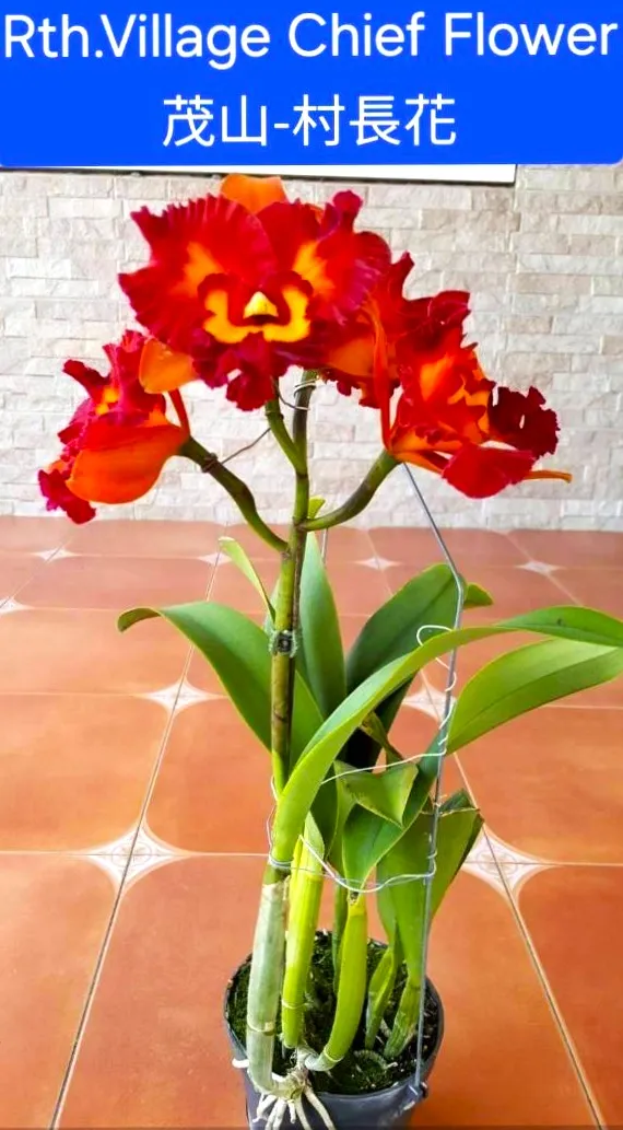 Rlc. Village Chief Flower