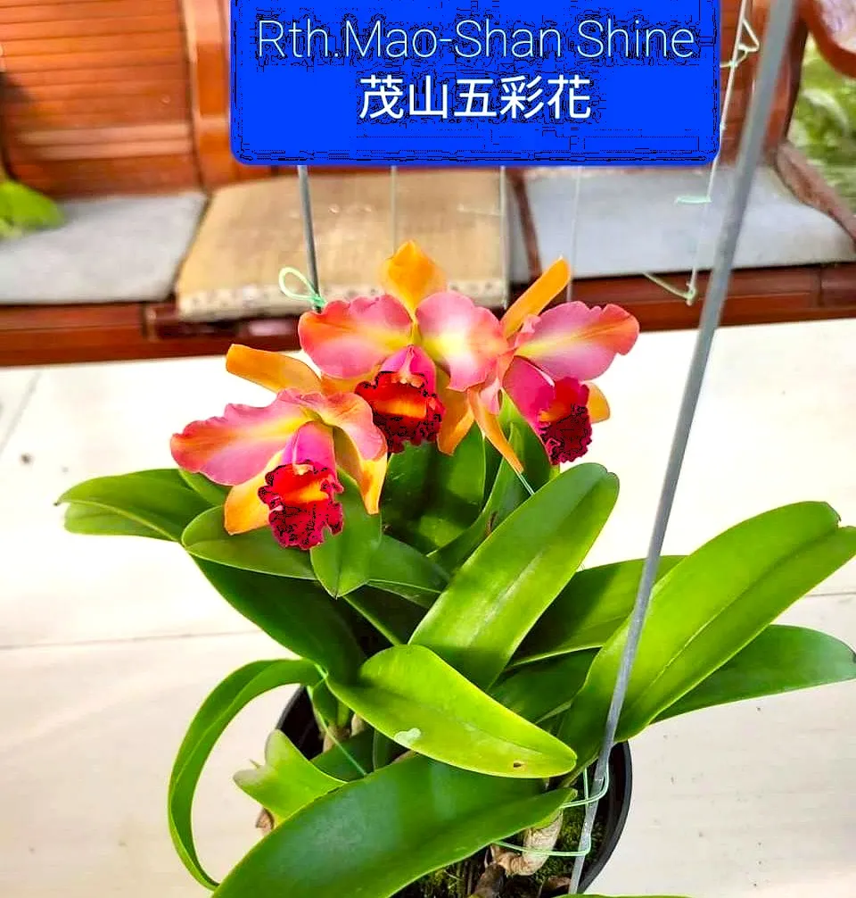 Rth. Mao-Shan Shine