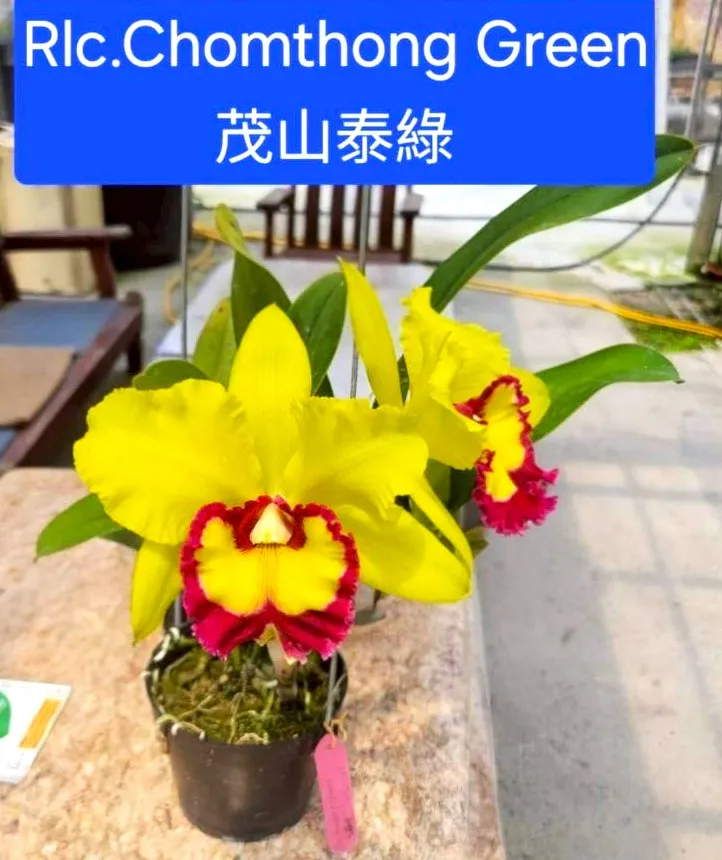 Rlc. Chomthong Green