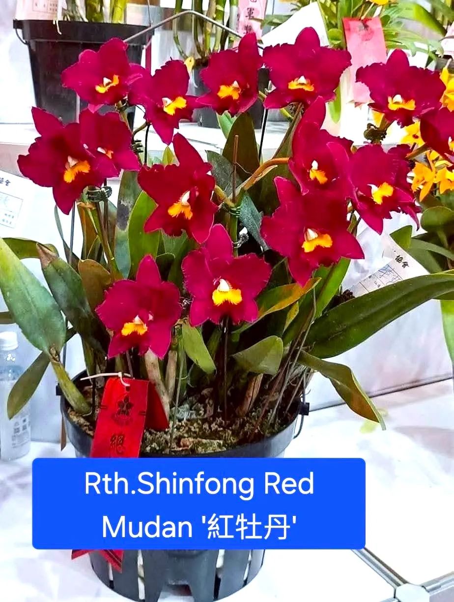 Rth. Shinfong Red Mudan