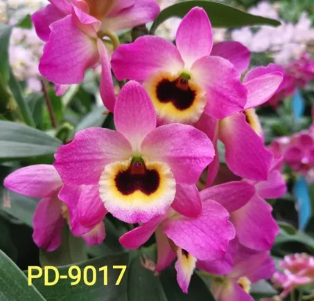 D. Profar Black Ruby