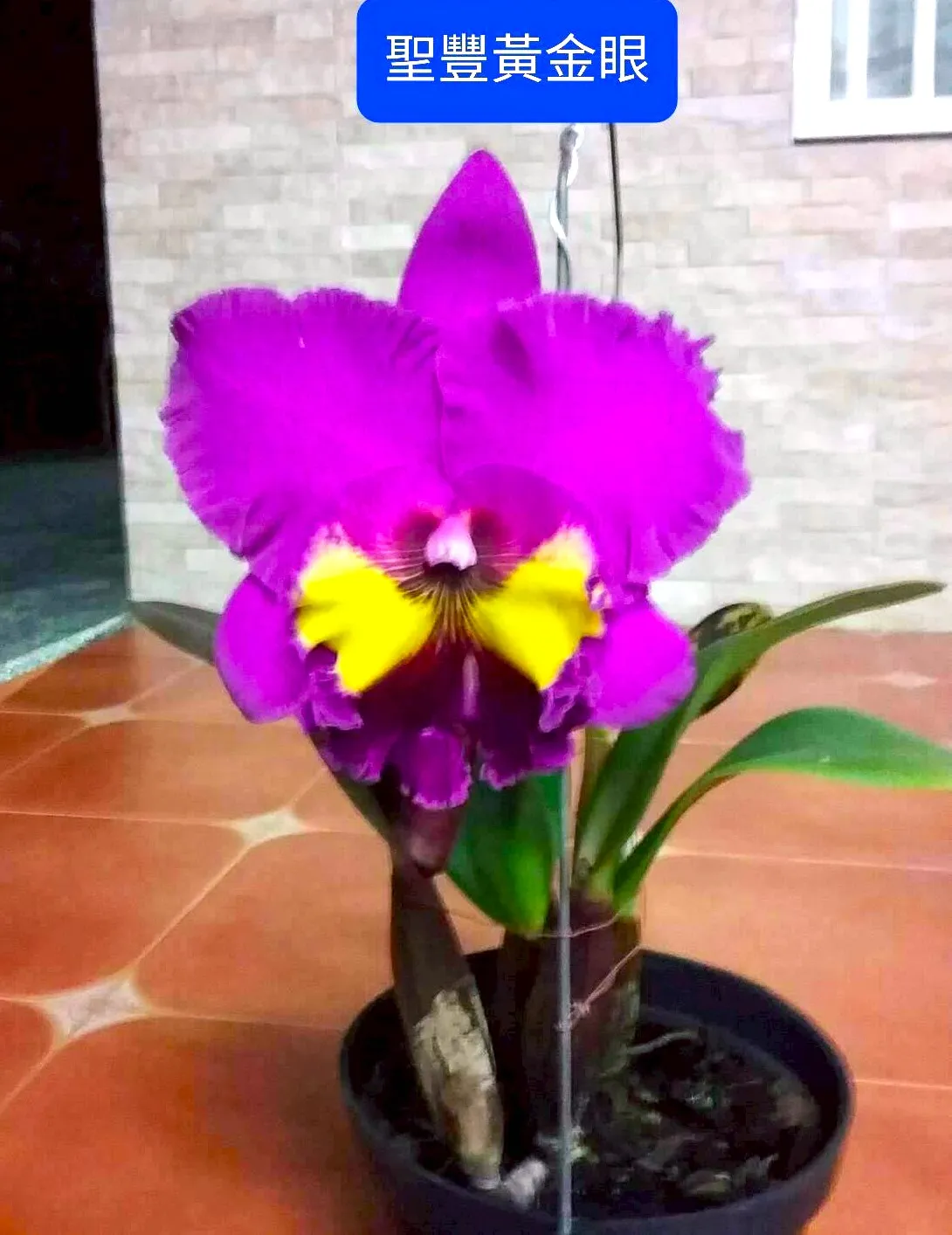 Rlc.Sheng-Feng Golden Eye