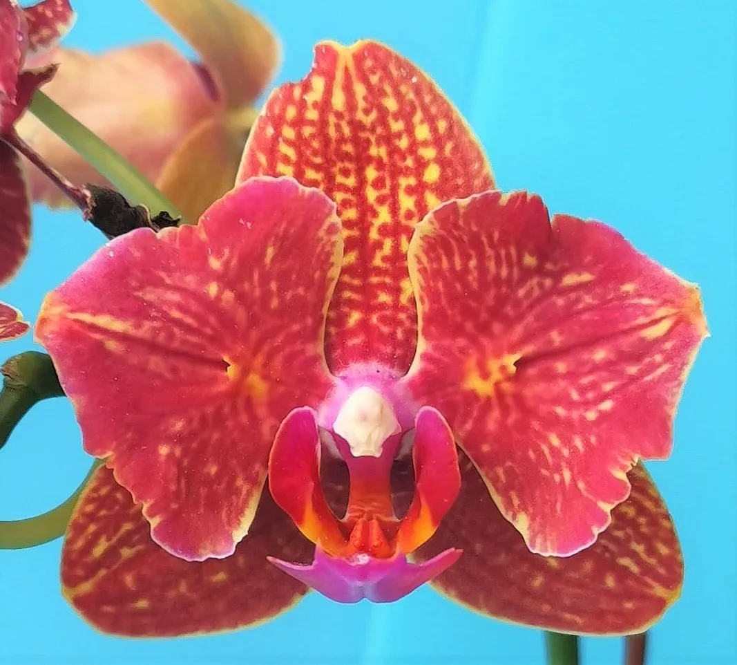 P. Profar Rose Mary