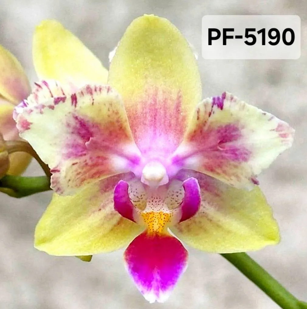 P. Sogo Gotris 'Eric Peloric'