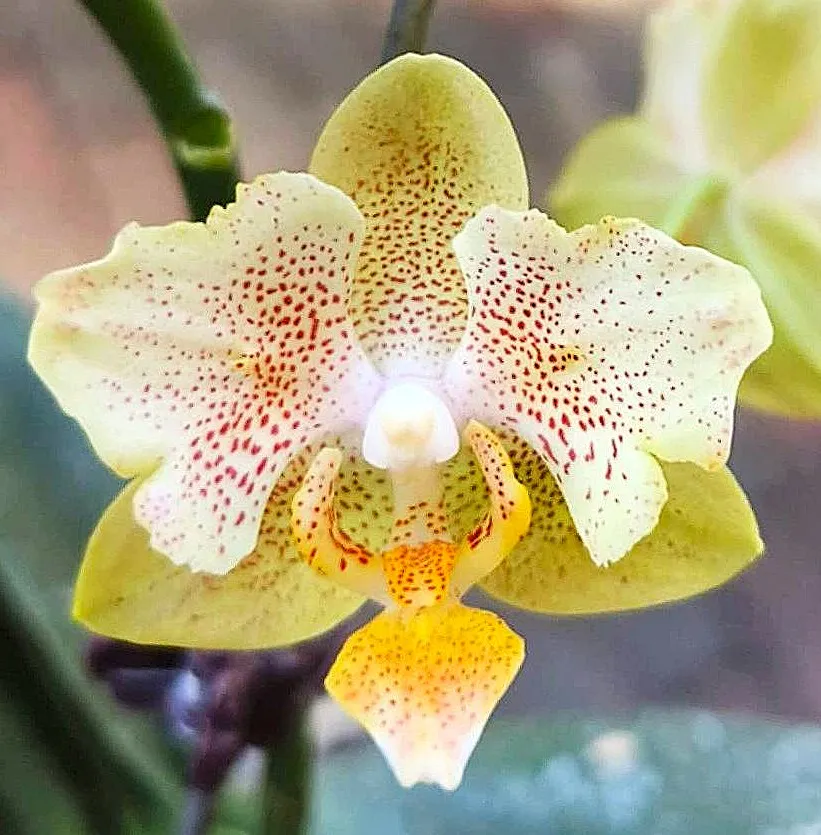 P. Little Emperor 'PF Peloric'