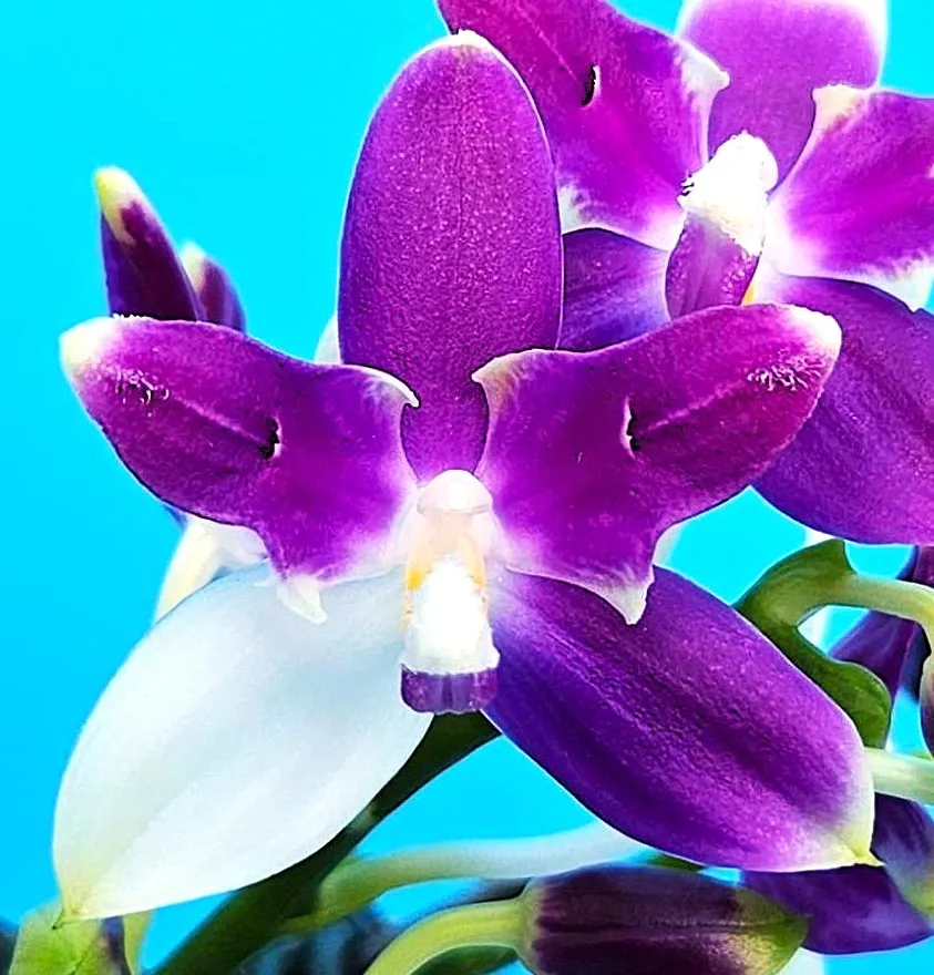 P. Profar Purple Dream