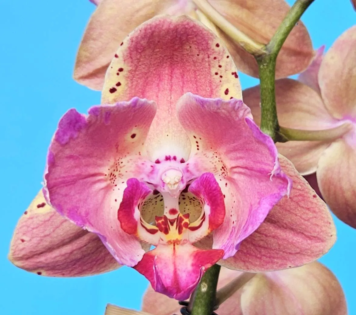 P. Profar Flamingo