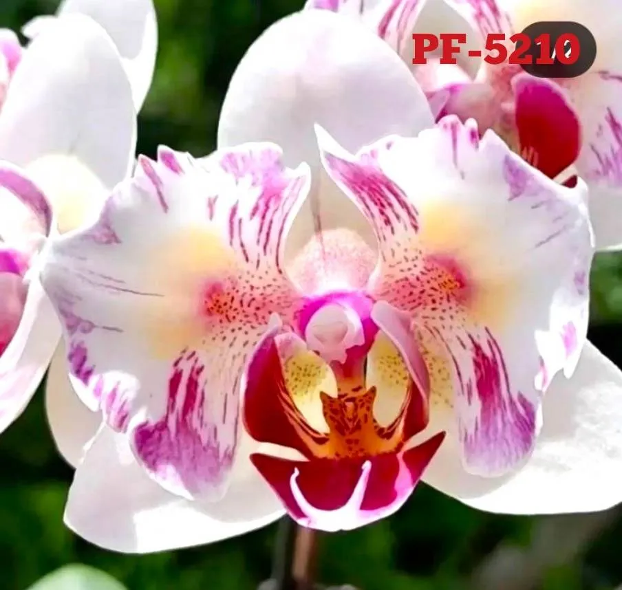 P. Profar Little Venus