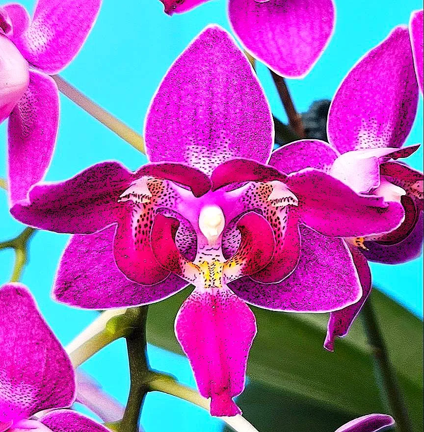 P. Profar Purple Pixie