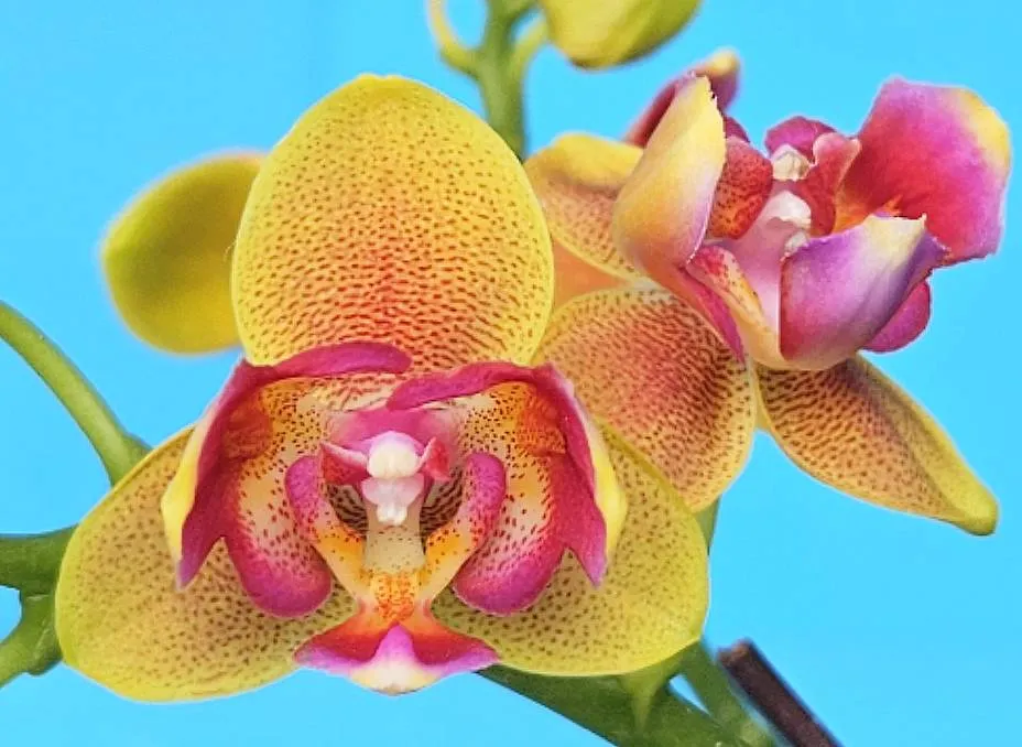 P. Profar Orange Pixie
