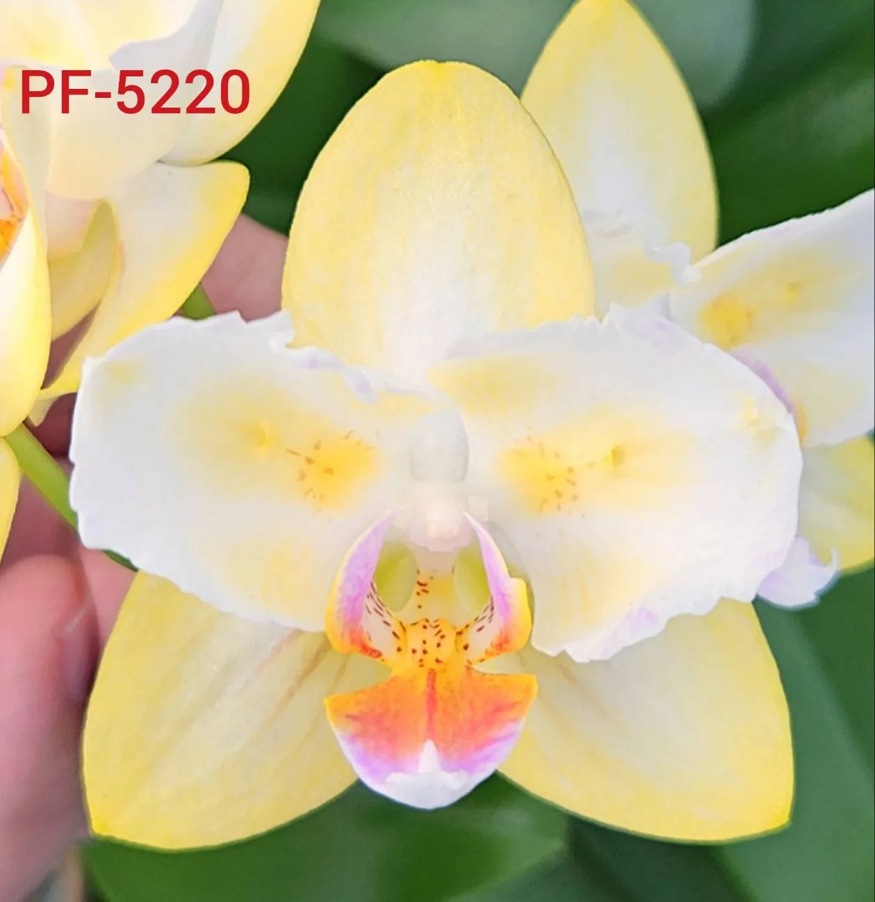 P. Profar Golden White